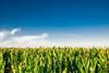 Corn field on a clear day