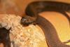 Black-necked Spitting Cobra