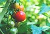 Fresh ripe red tomatoes and some tomatoes that are not ripe yet hanging on the vine of a tomato plant in the garden.