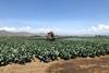 An image showing the spraying of crops in Kenya