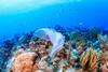 Plastic pollution: a discarded plastic rubbish bags floats on a tropical coral reef presenting a hazard to marine life