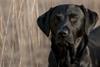 An angry black labrador