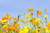 Yellow and orange cosmos flowers with blue sky in the background