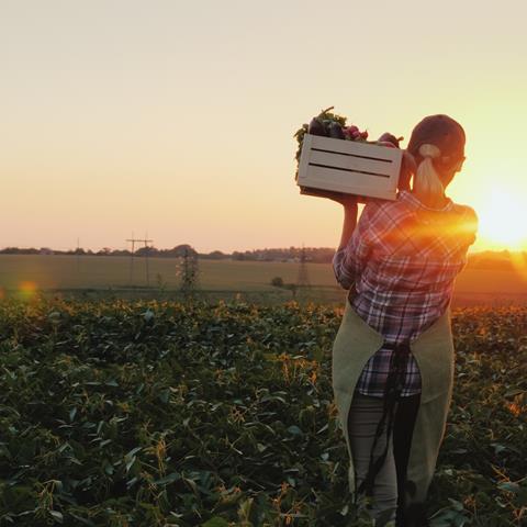 A farmer with a box of fresh vegetables walking in a field.