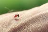 Aedes mosquito (Aedes albopictus) sucking blood on a human arm