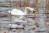 Swan in contaminated water