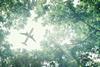 Aeroplane viewed through forest canopy