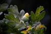 Acorn and oak leaves