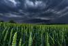 Wheat field