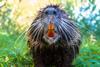 Beaver teeth