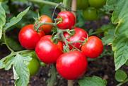 Tomatoes on a vine