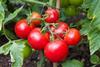 Tomatoes on a vine