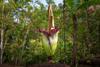 Corpse flower